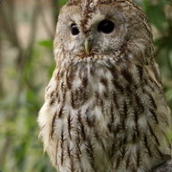 Richard Owl